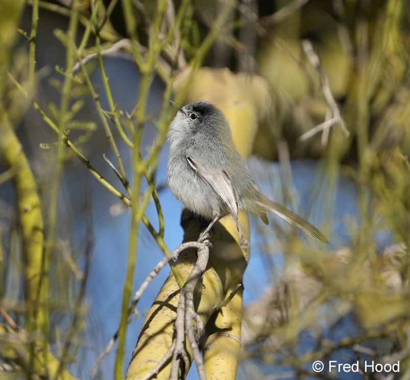 black tailed gnatcatcher_male S5727.JPG