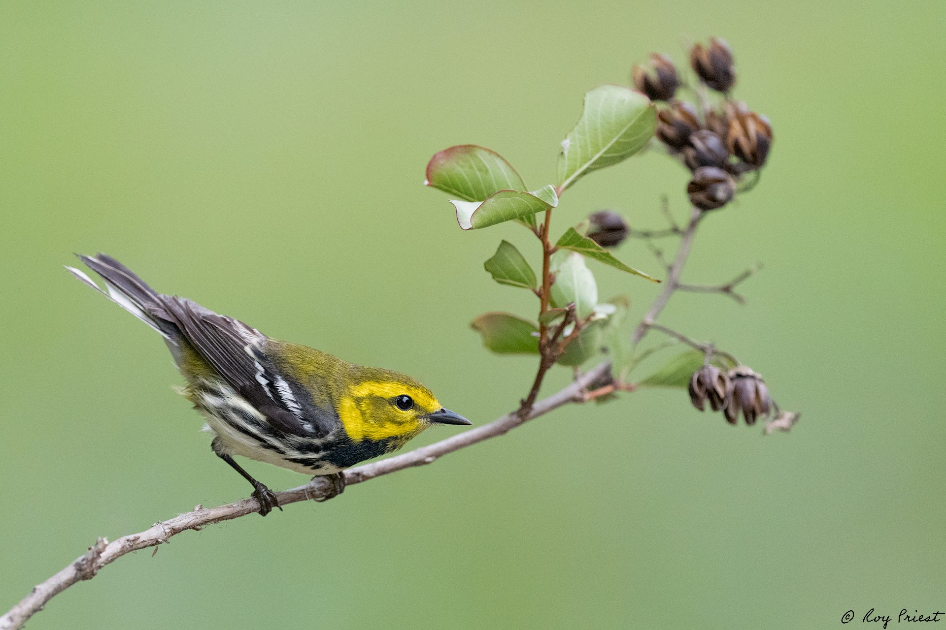 Black-throated-Green-Warbler-A1_ROY5639.jpg