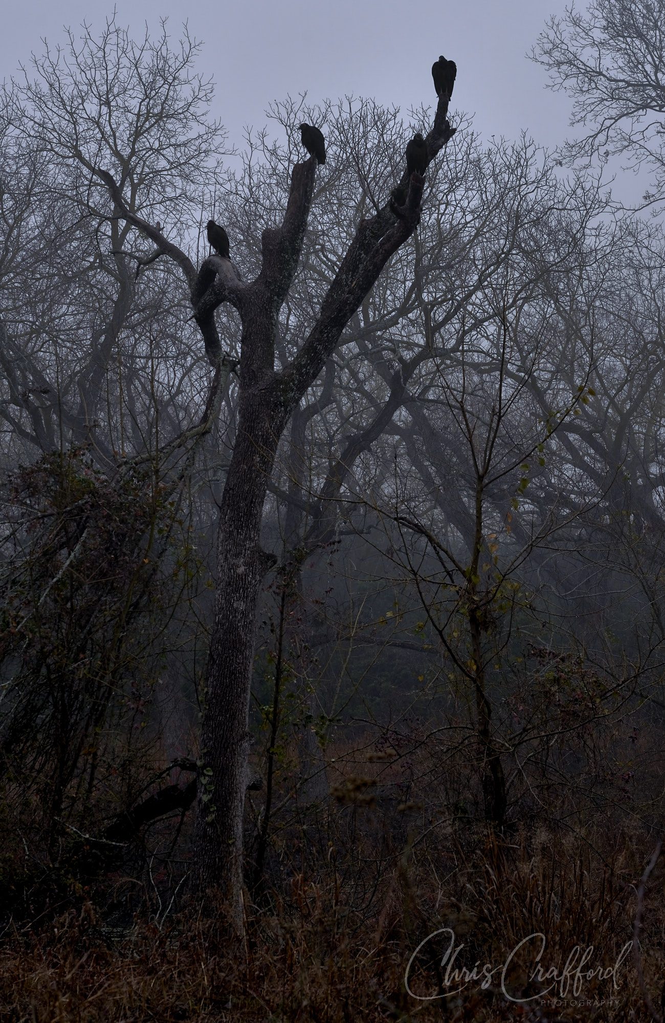 Black Vultures in a grey foggy afternoon