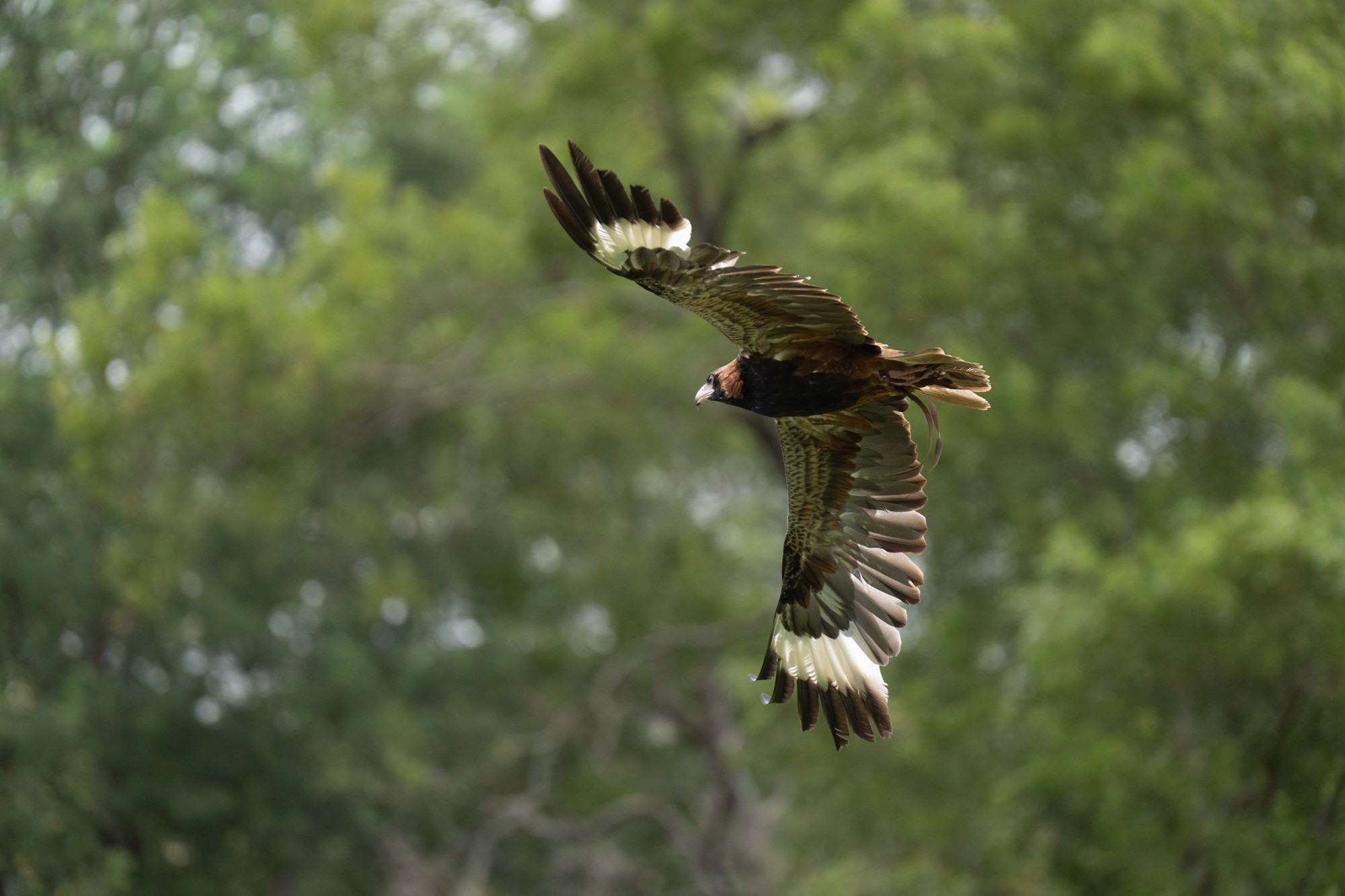 BlackBreastedBuzzard.jpg