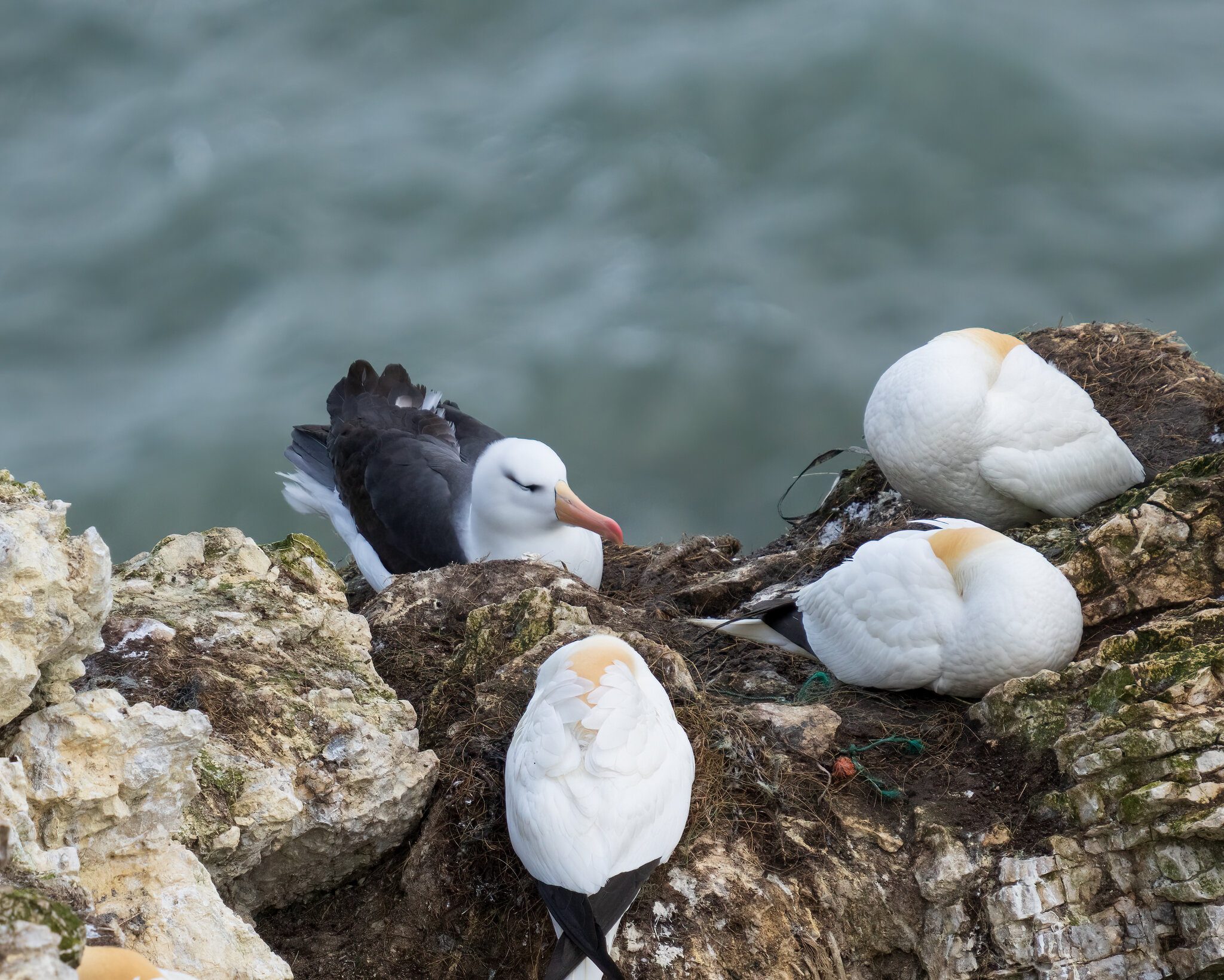 BlackBrowedAlbatross.jpg