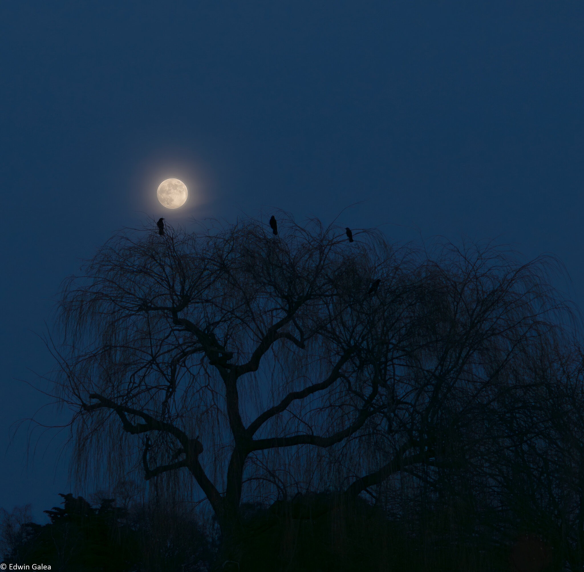 blackheath_fullmoon_crows-7.jpg