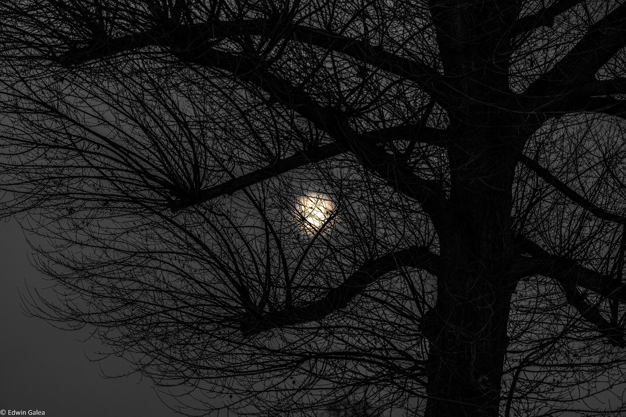 blackheath_fullmoon_through_trees-2.jpg