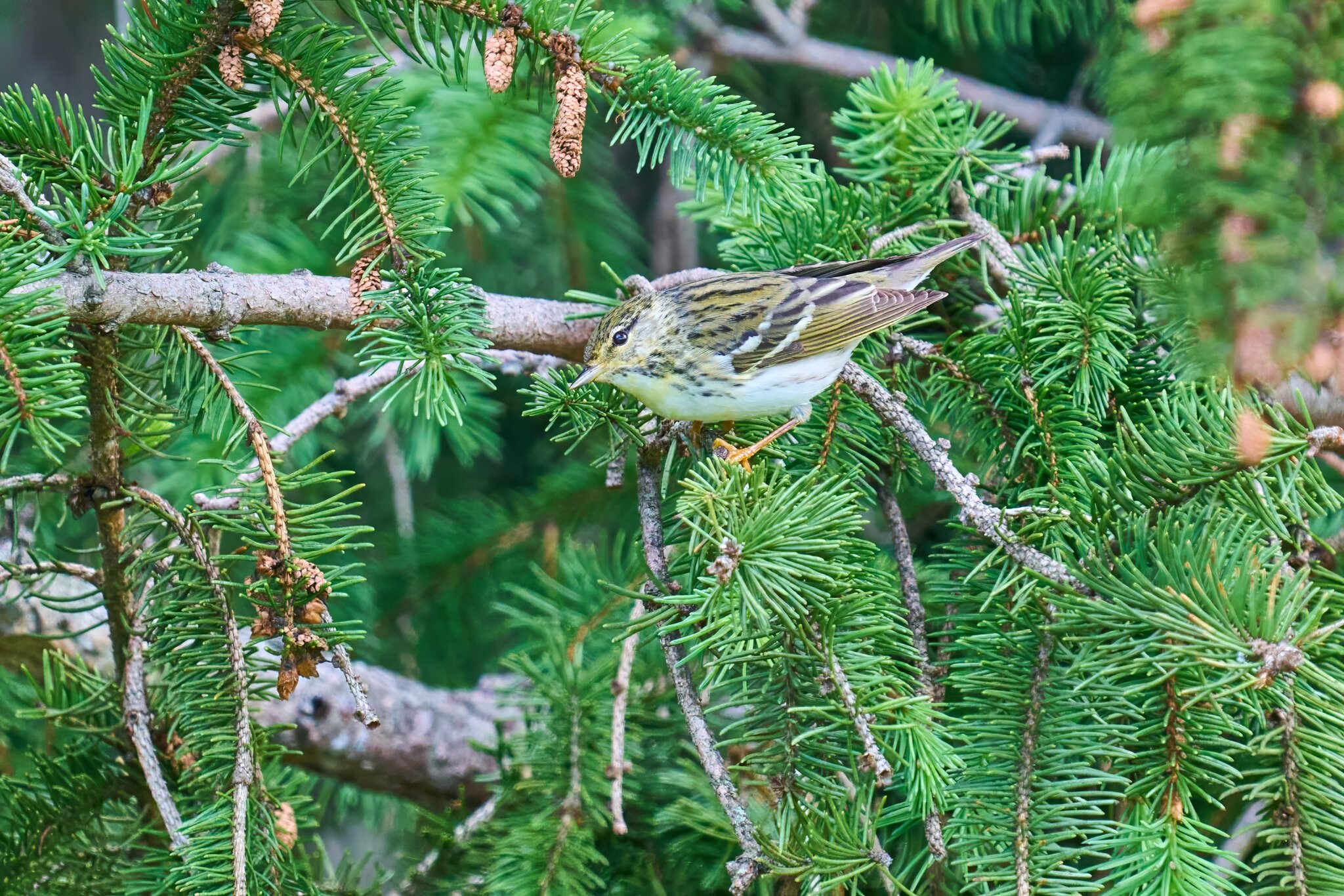 Blackpoll Warbler - 1st state - 05172025 - 11 - DN.jpg