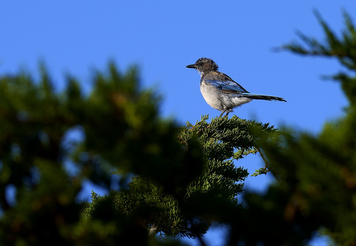 Blue bird copy.jpg