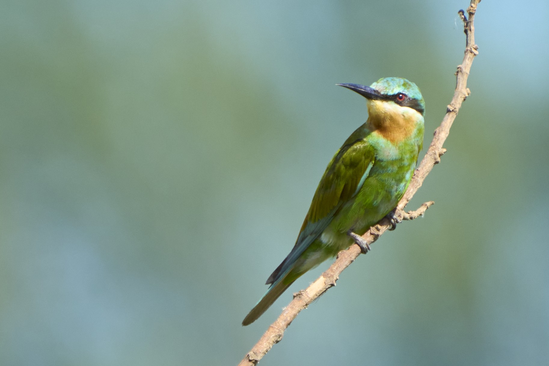 Blue-Cheeked Bee Eater      DSC02091k.jpg