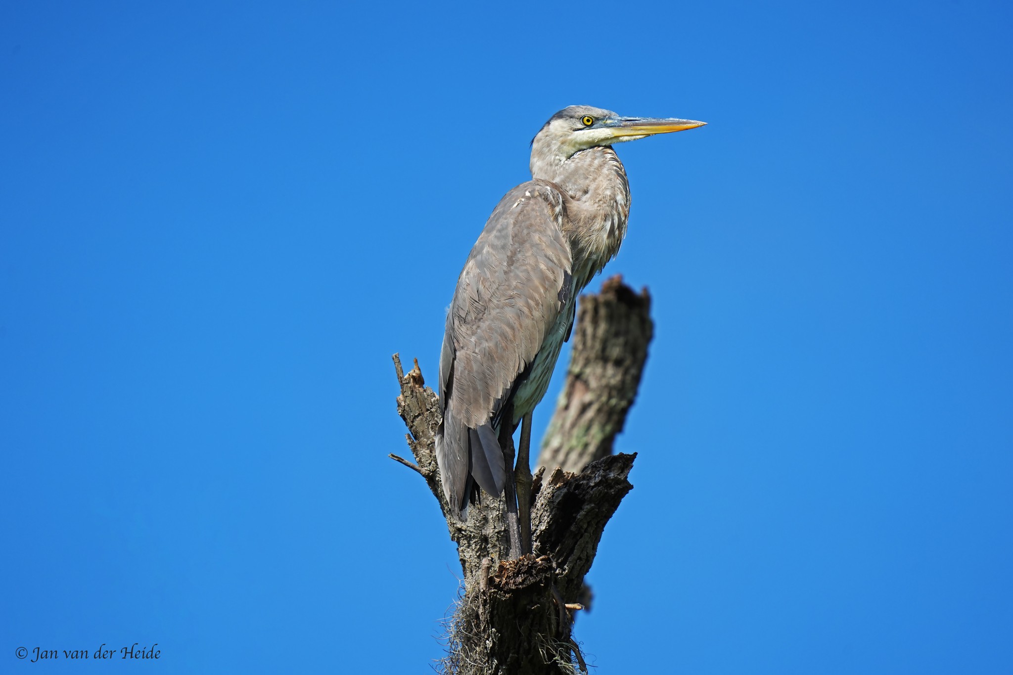 Blue-Heron.jpg