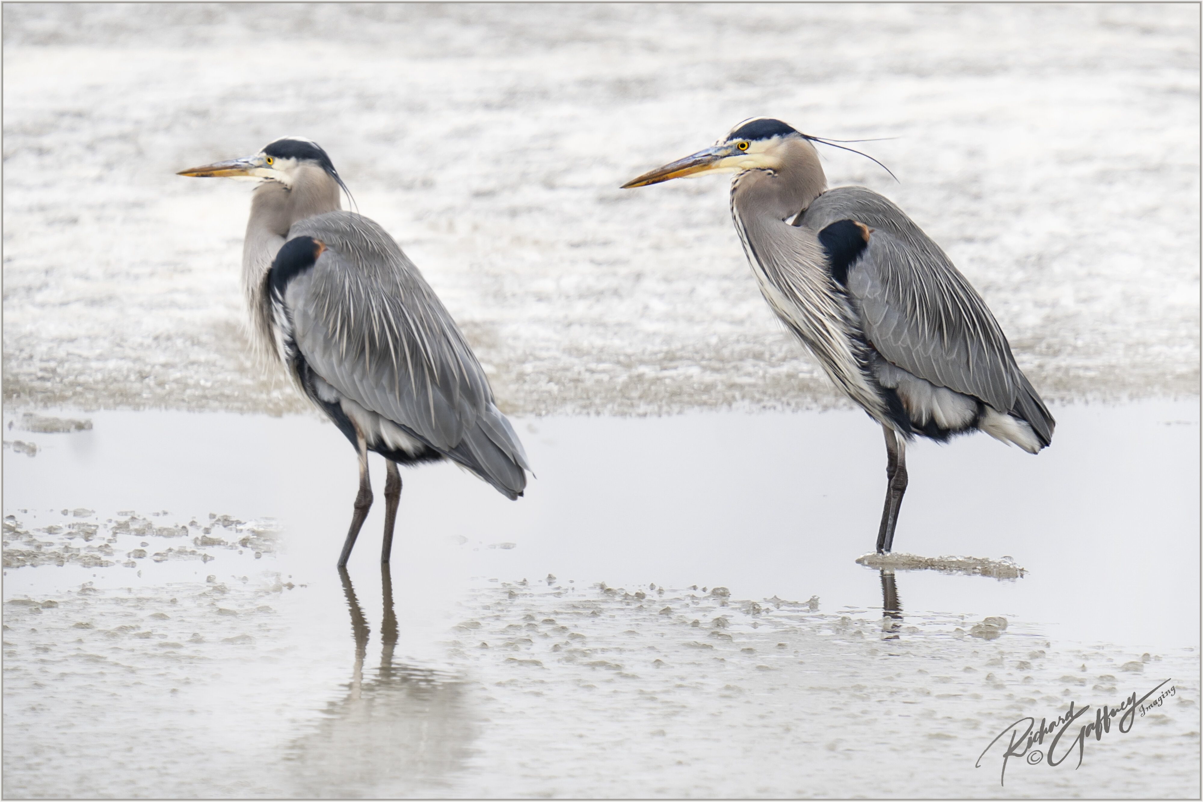 Blue herons Feb 15  M.jpg