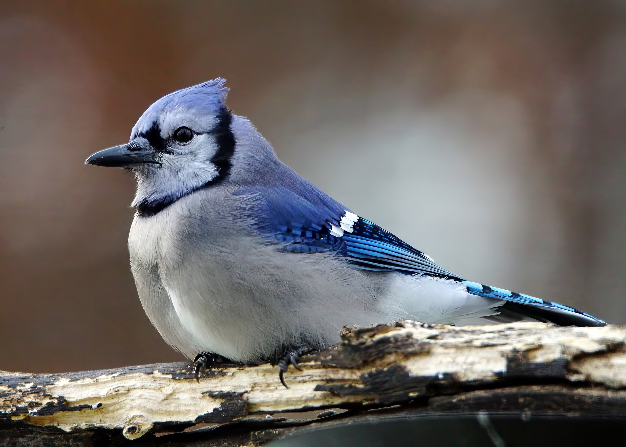 Blue Jay Waiting for Food