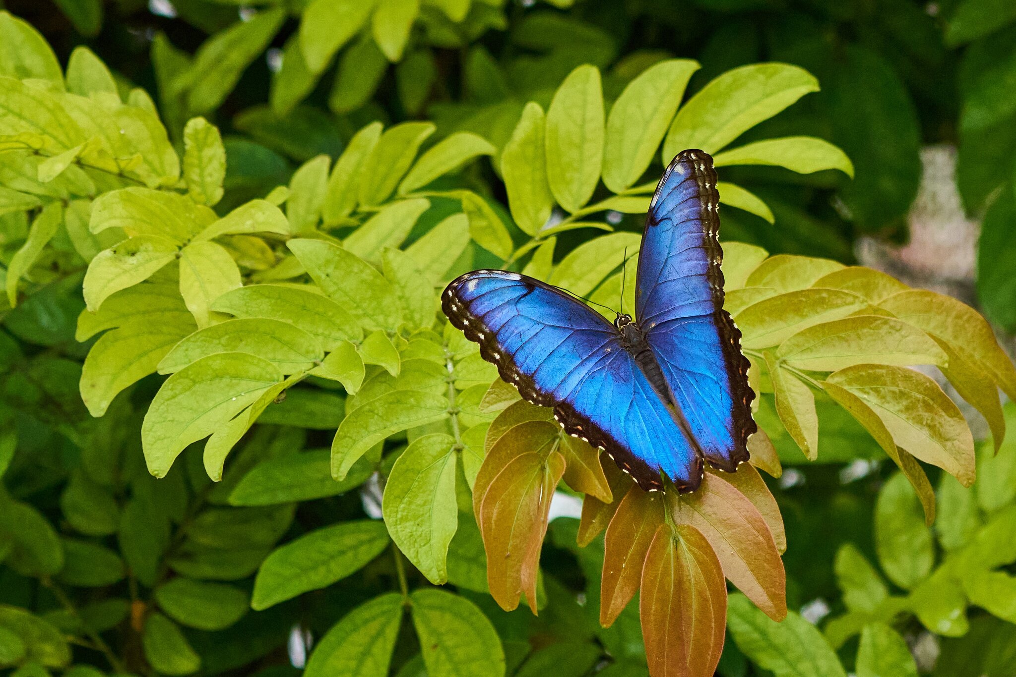 Blue Morpho -South Coast Botanical Gardens - 05162024 - 27- DN.jpg