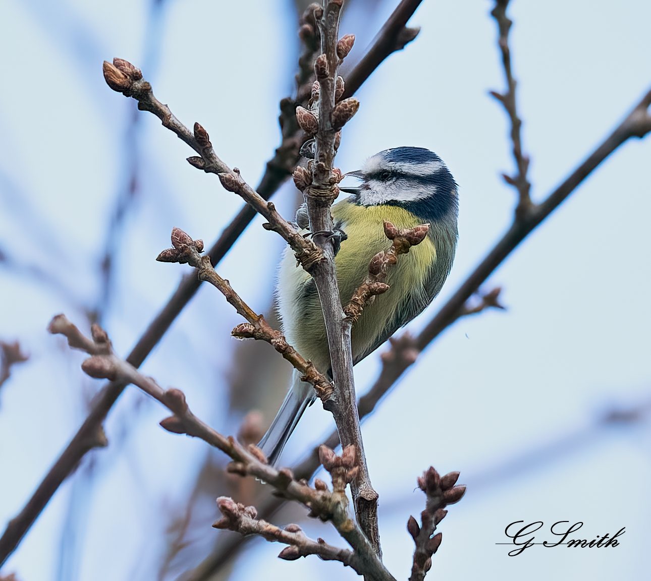 blue tit 2.jpg