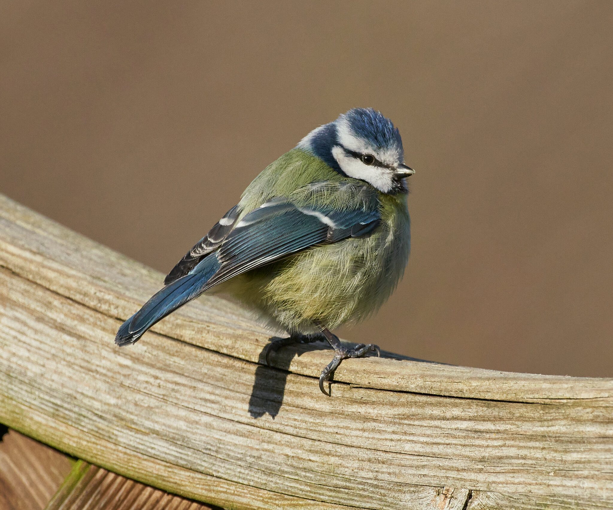 blue tit 2022 11.jpg