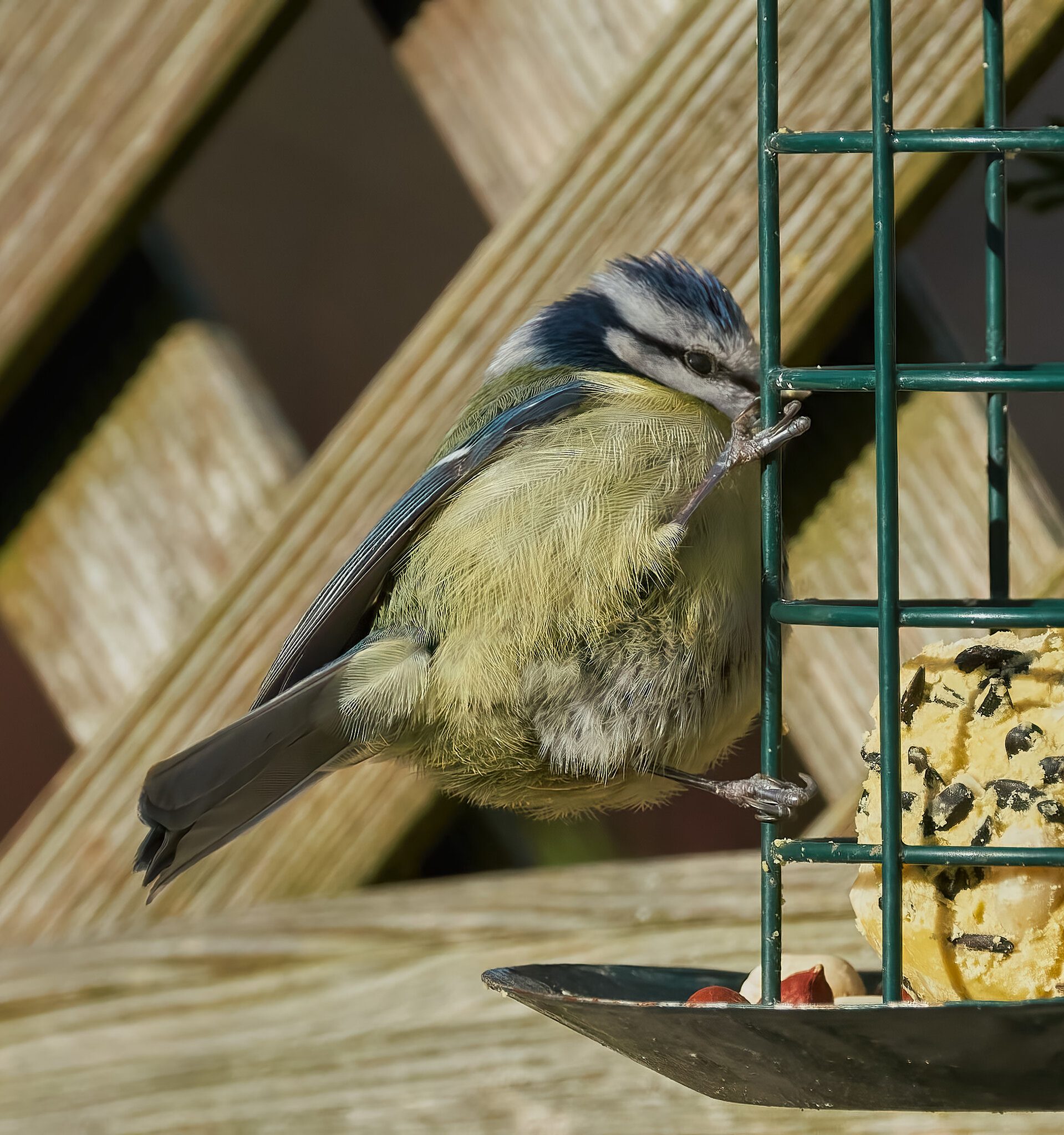 blue tit 2022 12.jpg