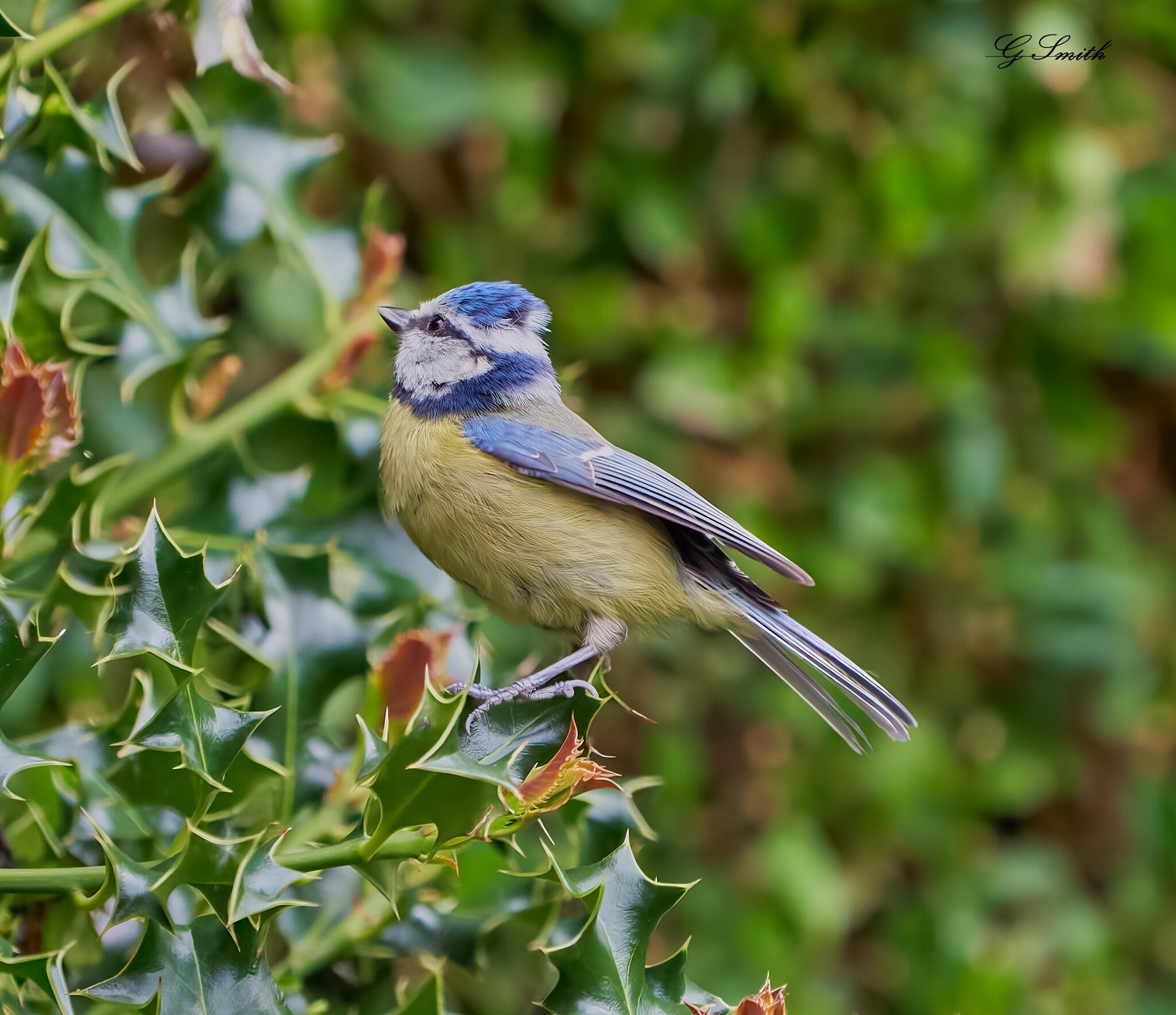 blue tit 2022 38.jpg