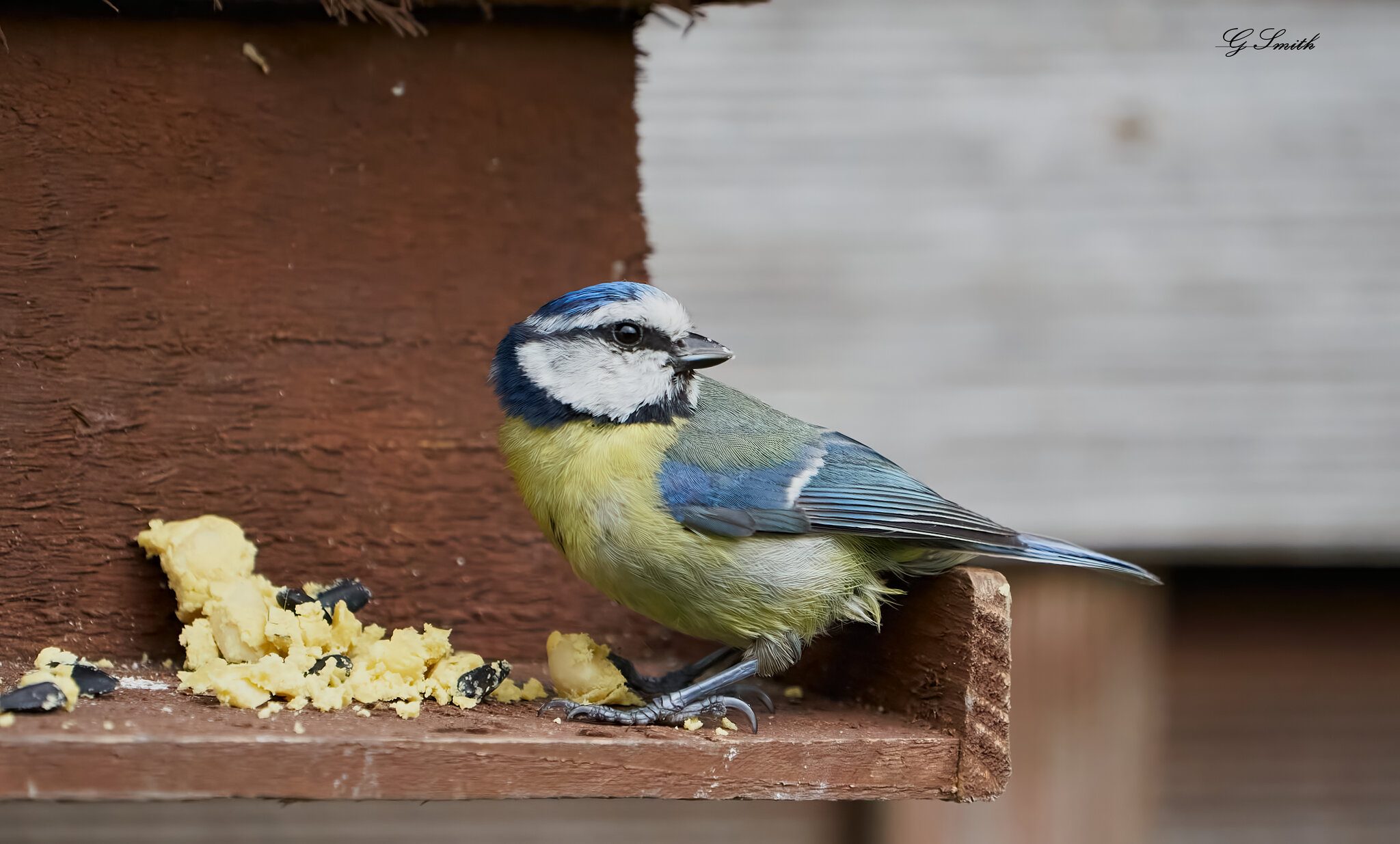 blue tit 2022 41.jpg