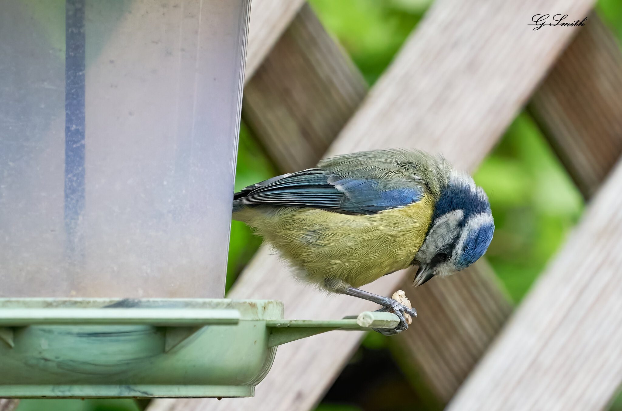 blue tit 2022 43.jpg