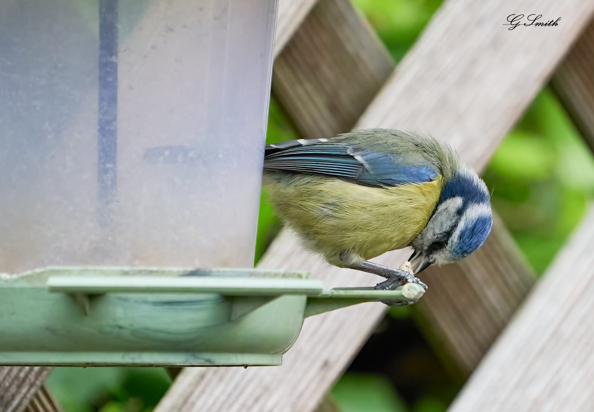 blue tit 2022 44.jpg