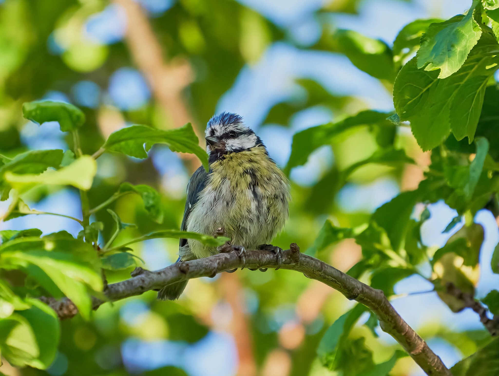 blue tit 2022 47.jpg