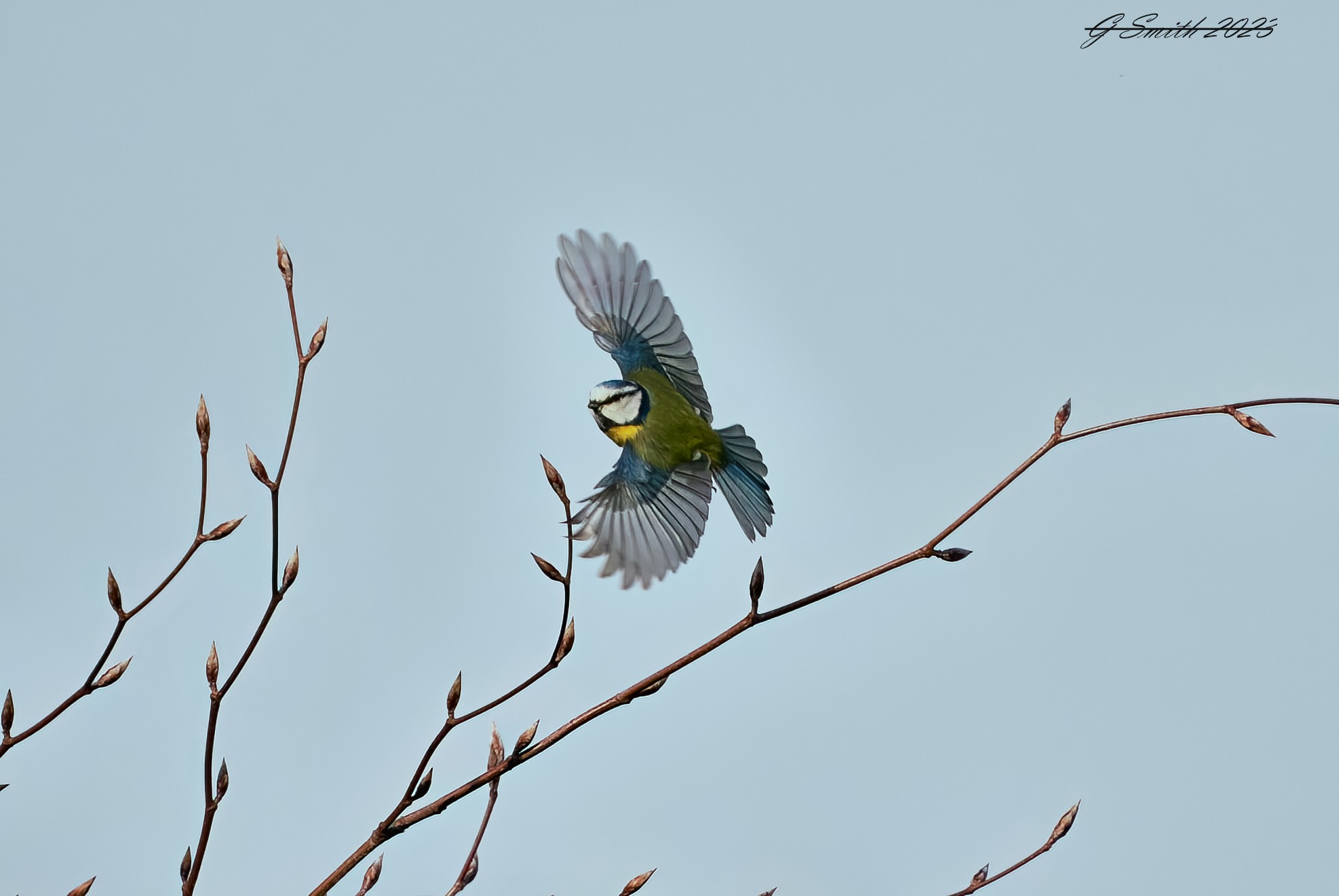 blue tit 2023.jpg