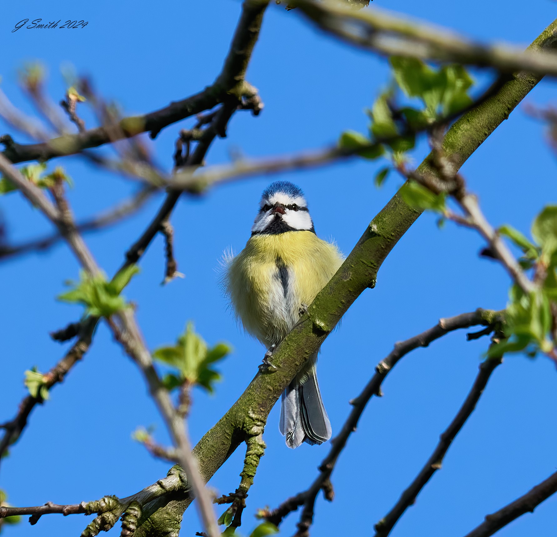 blue tit 2024 1.jpg