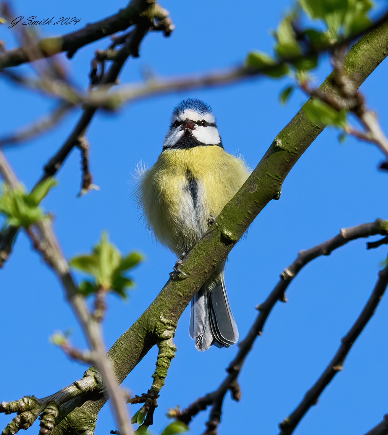 blue tit 2024.jpg