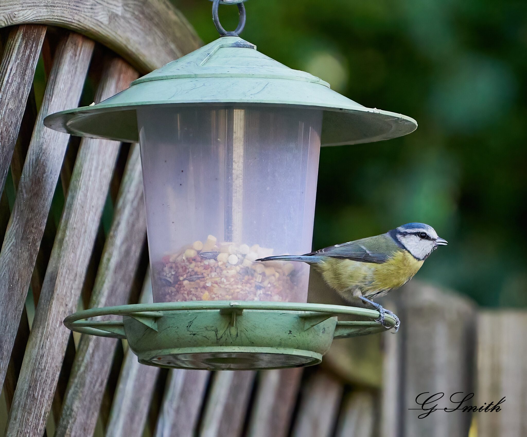 blue tit 4.jpg