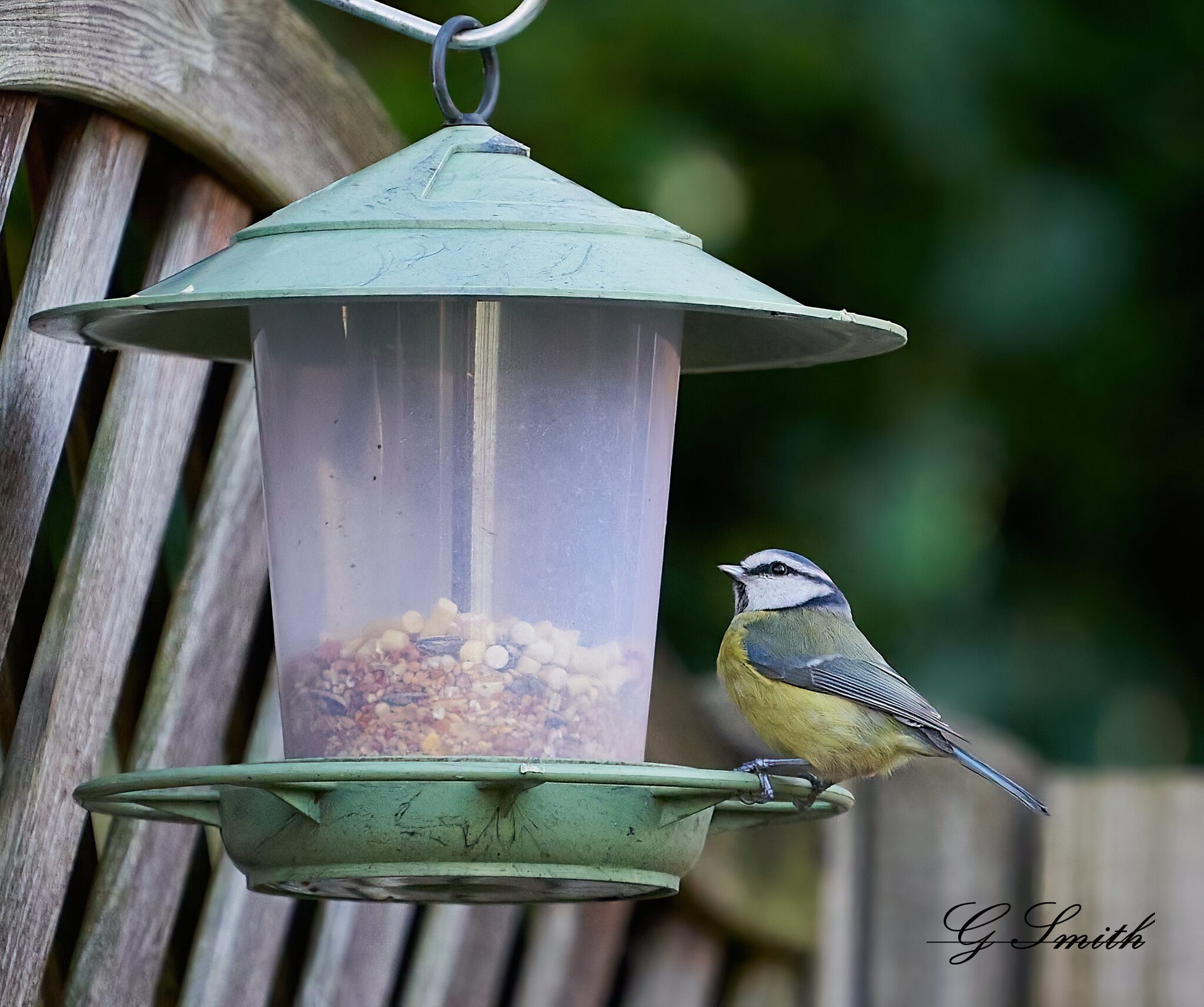 blue tit 6.jpg