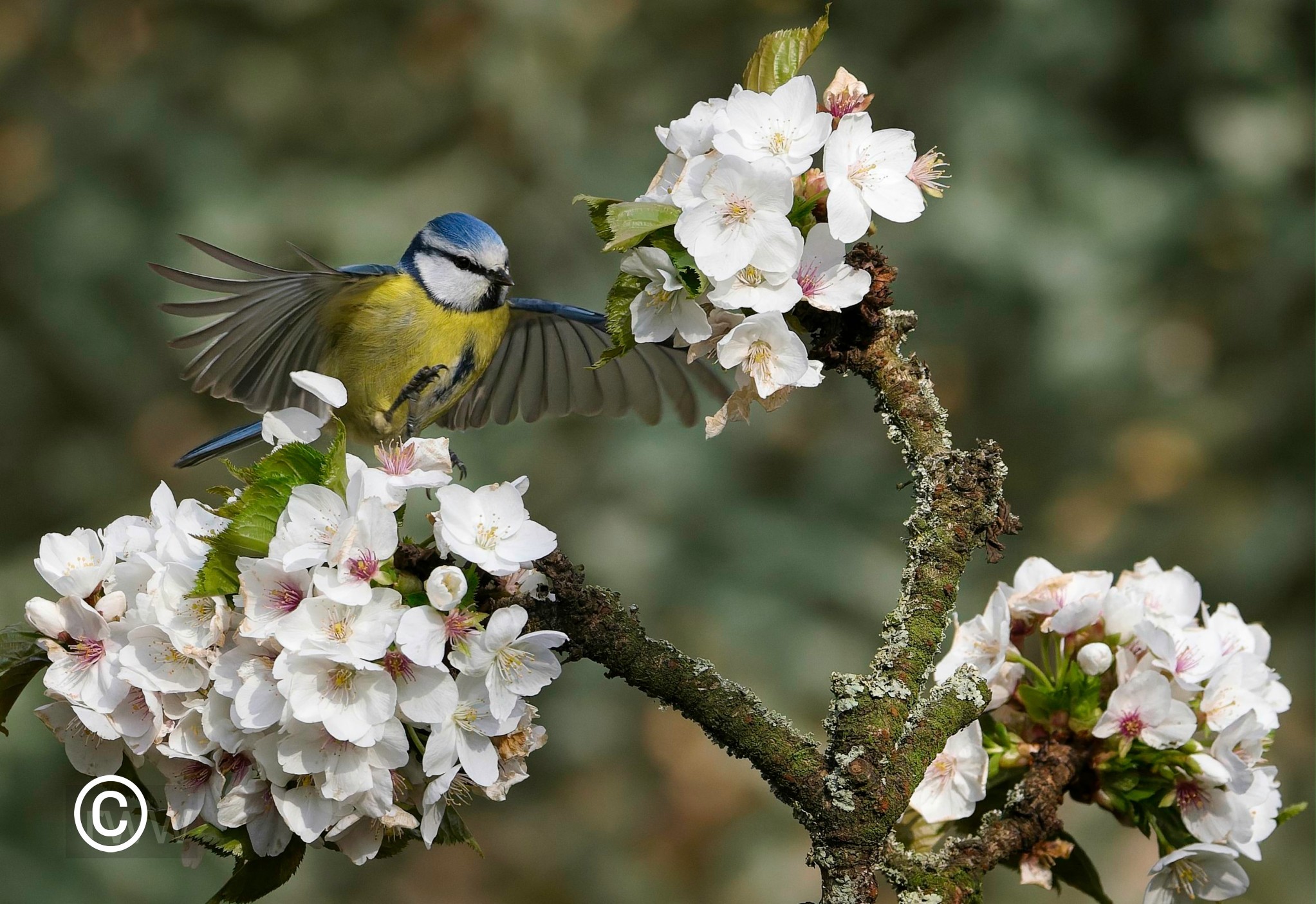 Blue Tit April 09 23.jpg