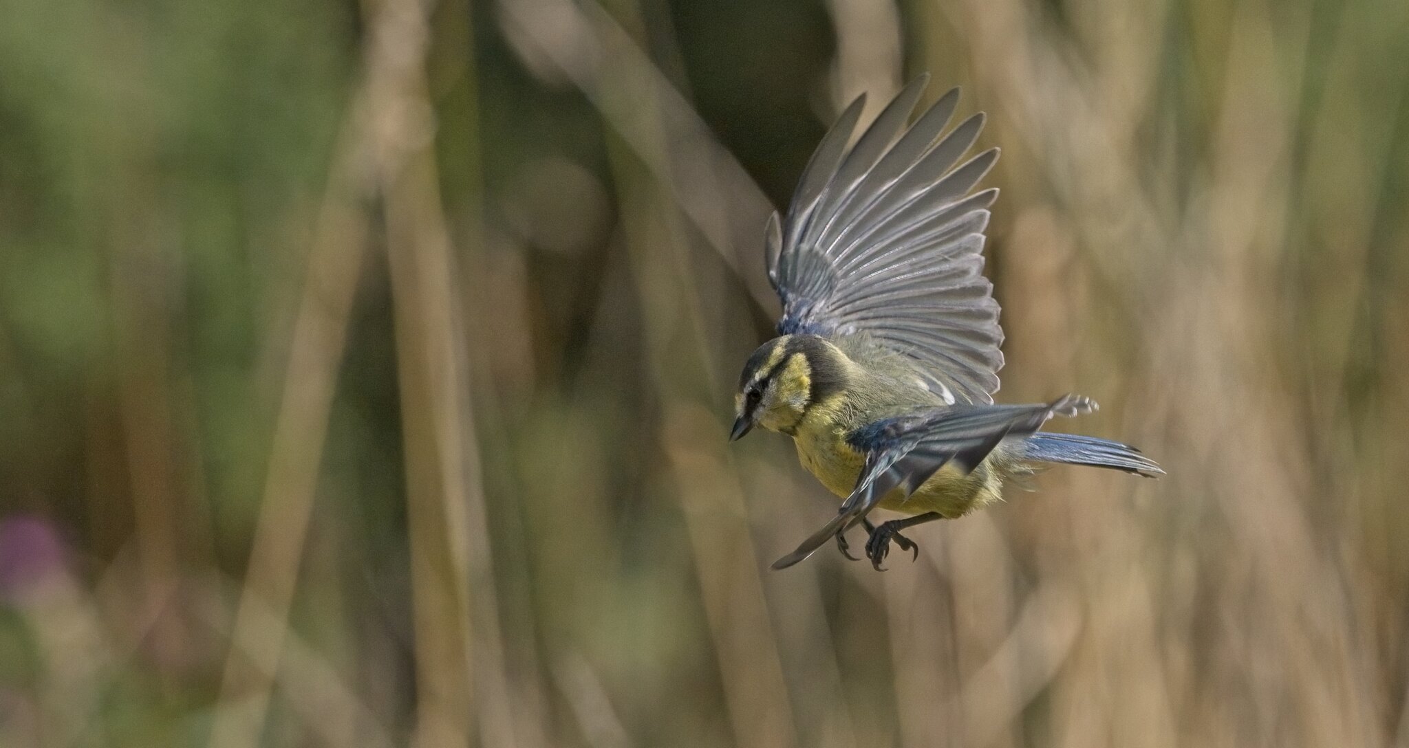 Blue Tit bif.jpg