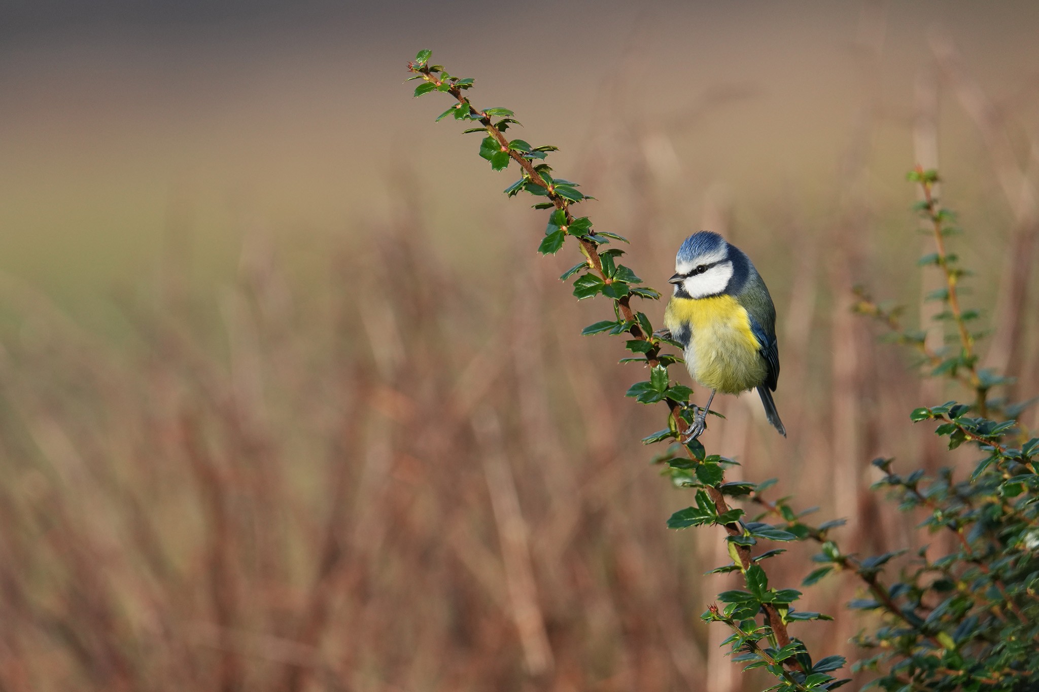 Blue-tit-DSC08763-2048px.jpg