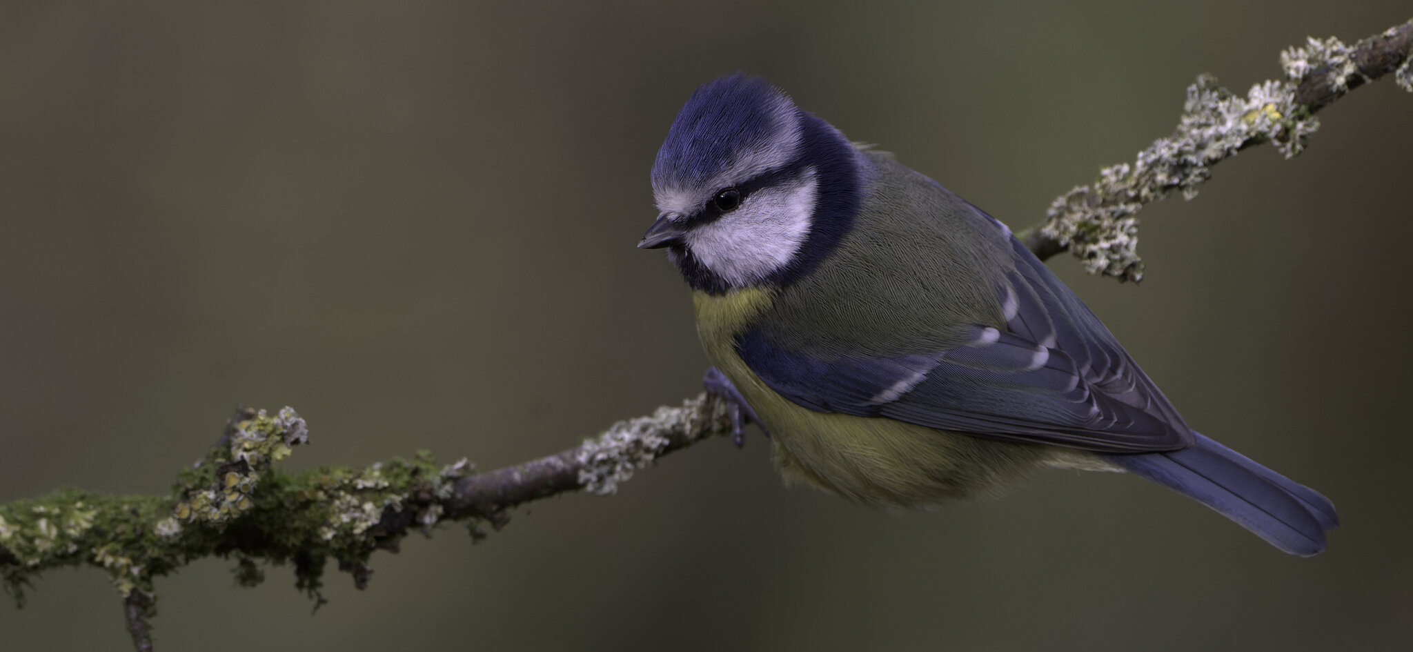 Blue Tit.jpg