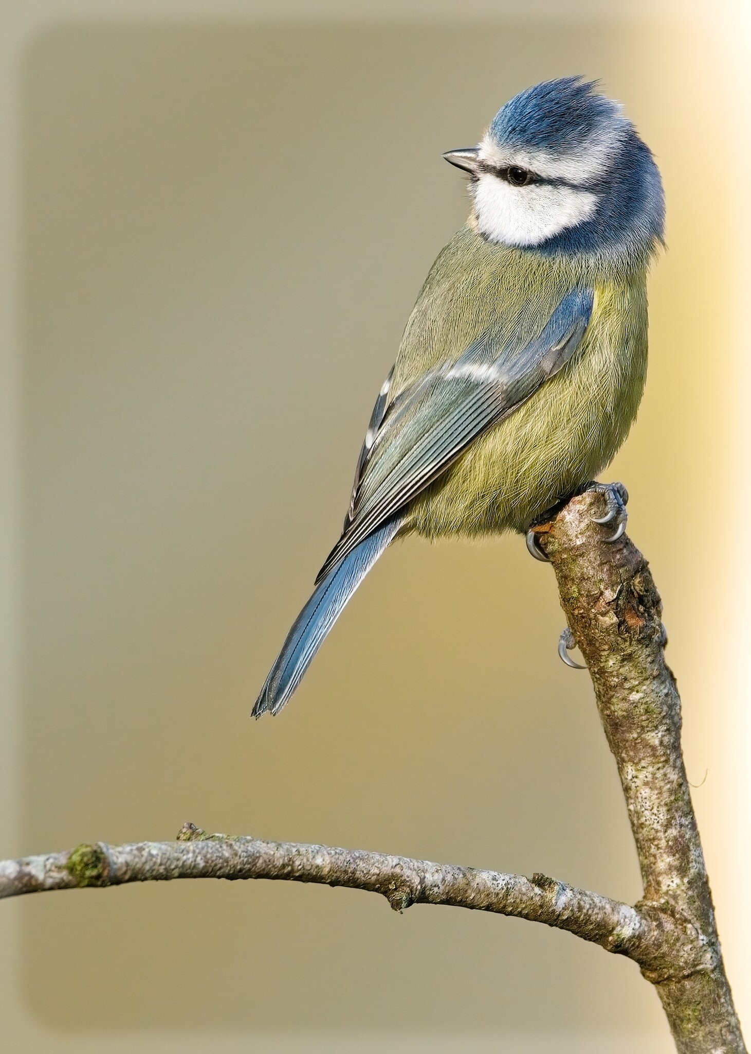 Blue Tit_2.jpg