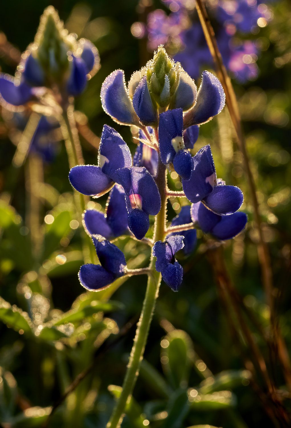 Bluebonnet