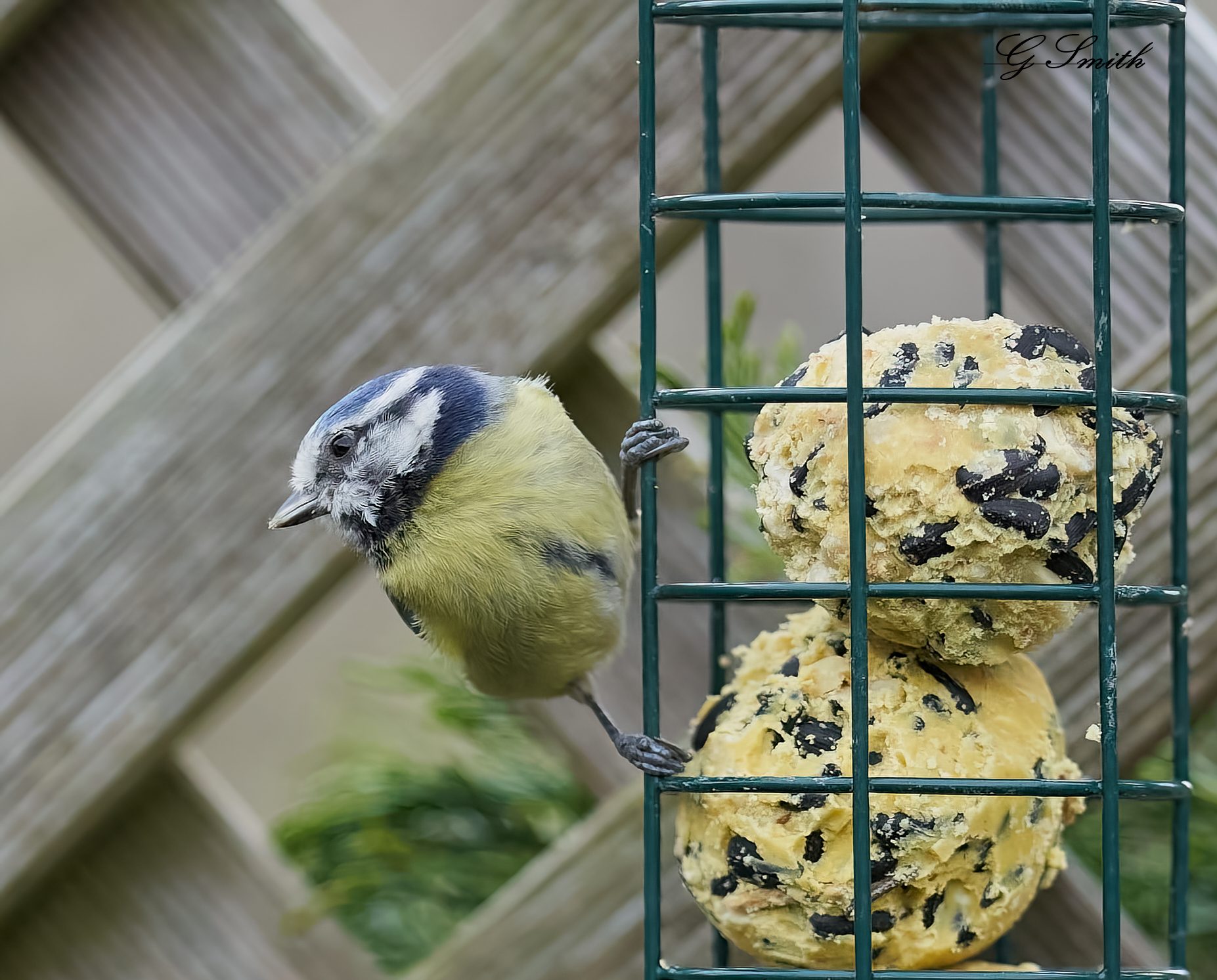 bluetit 2022 1.jpg