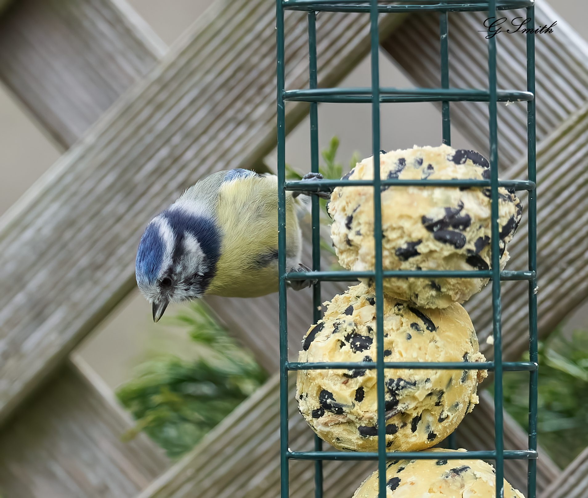 bluetit 2022 2.jpg