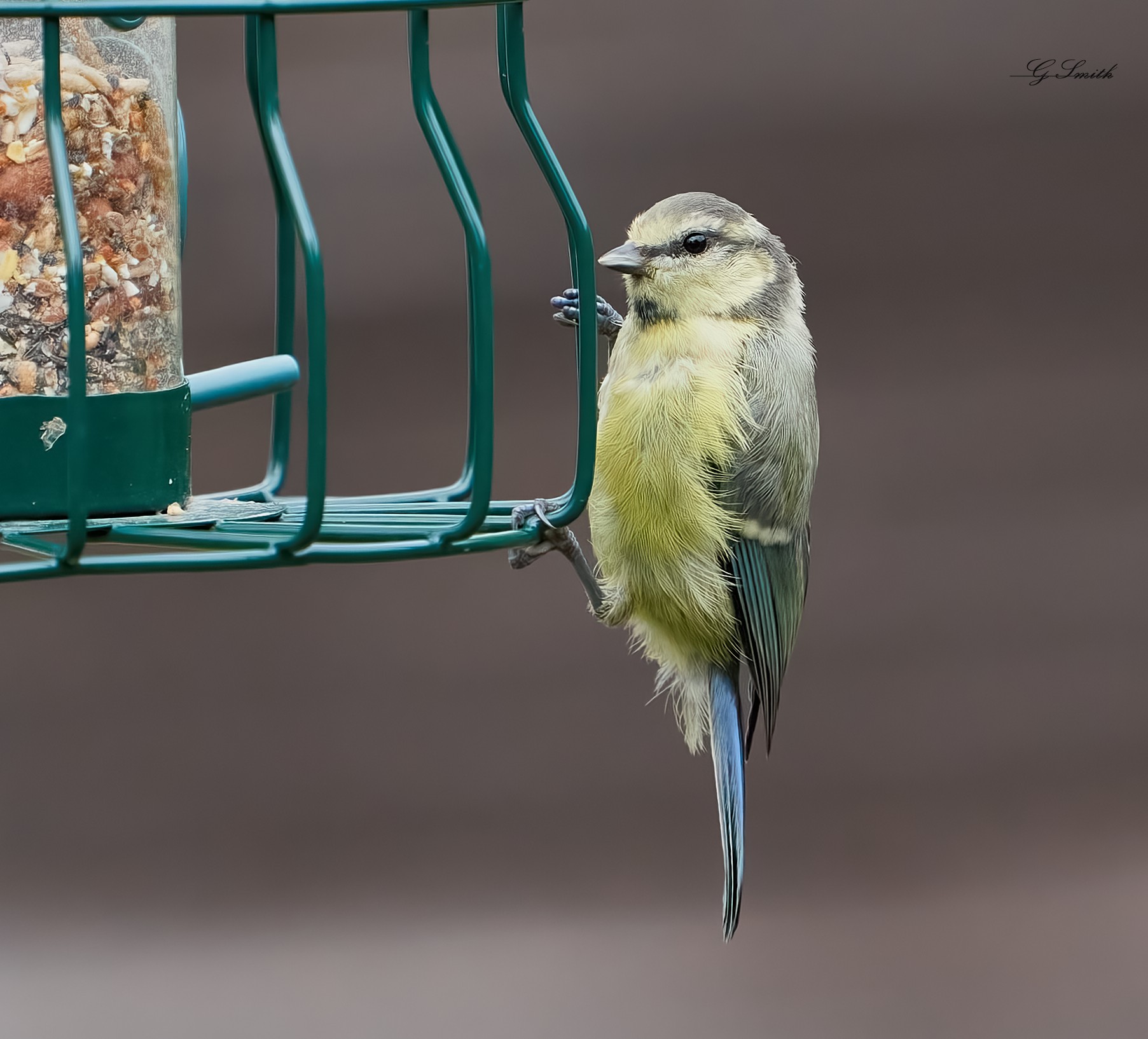bluetit 2022 20.jpg