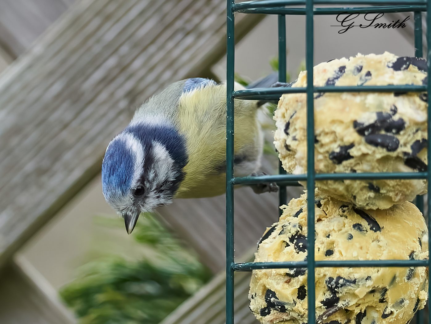 bluetit 2022 3.jpg