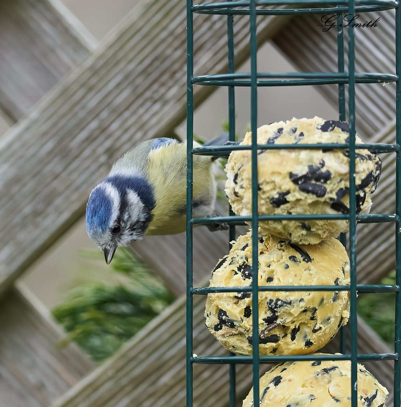 bluetit 2022 4.jpg