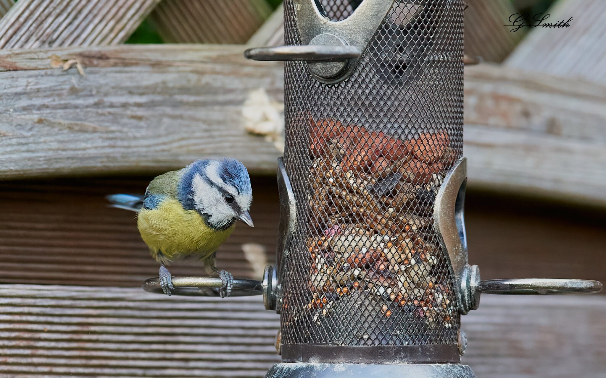 bluetit 2022 7.jpg