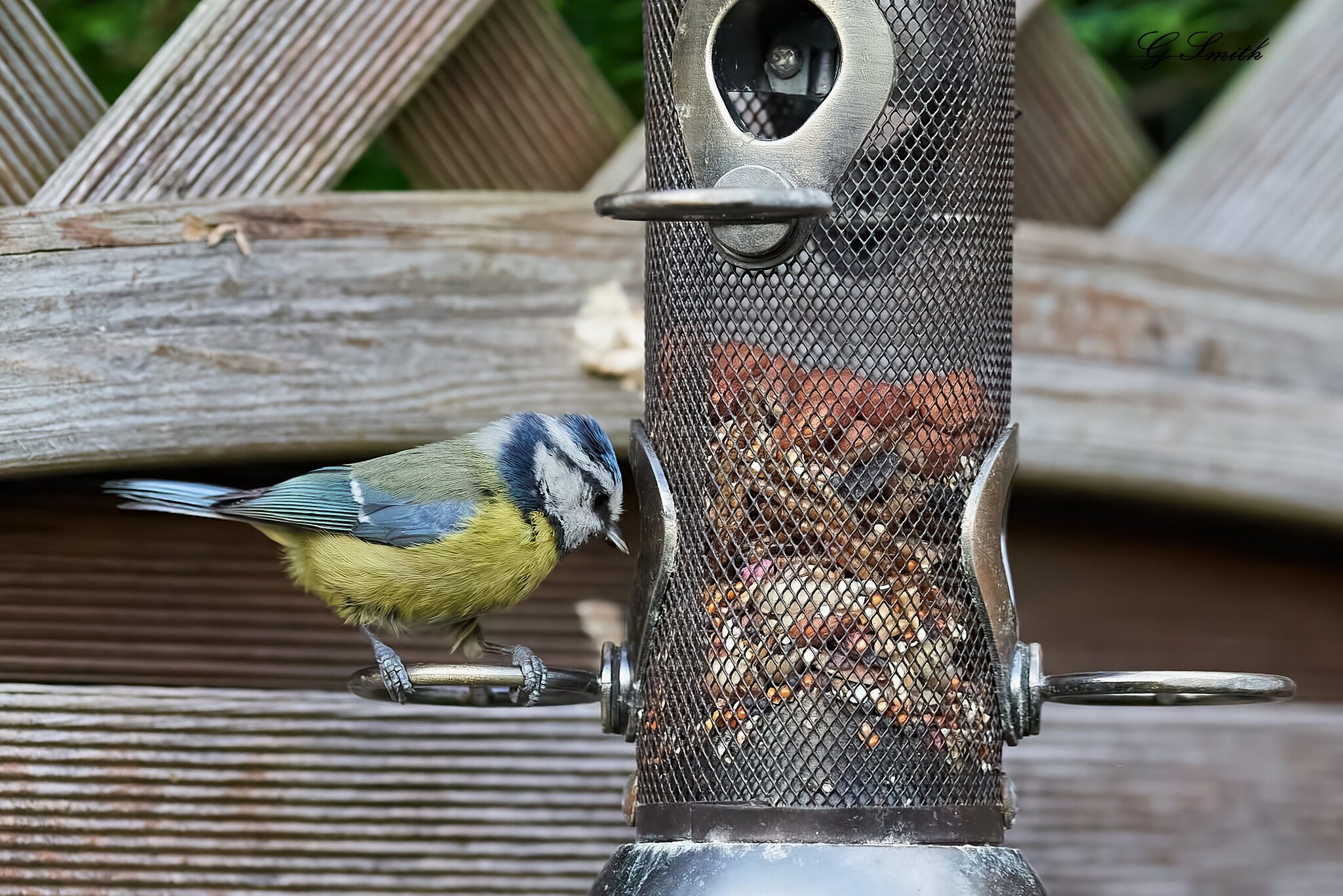 bluetit 2022 9.jpg