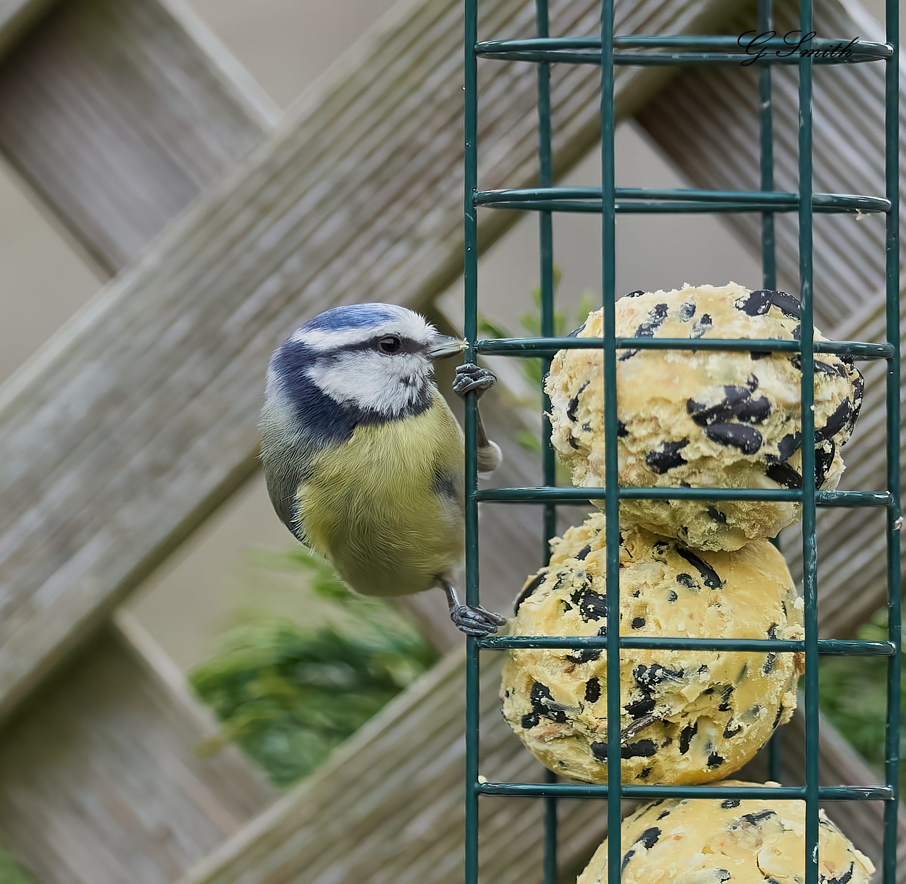 bluetit 2022.jpg