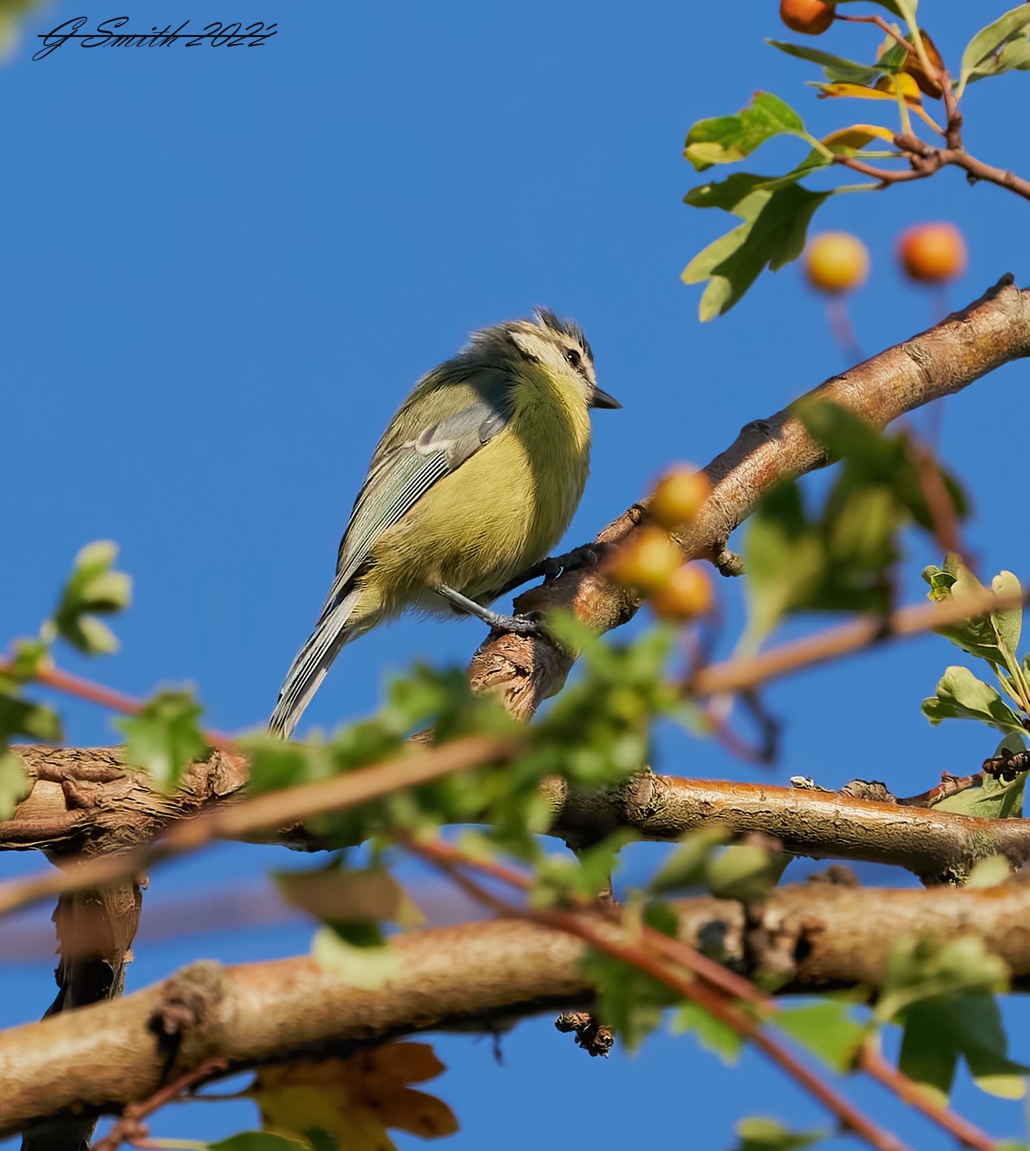 bluetit 2023.jpg