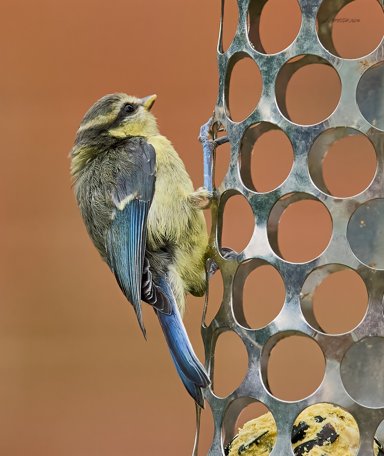 bluetit 2024 14.jpg