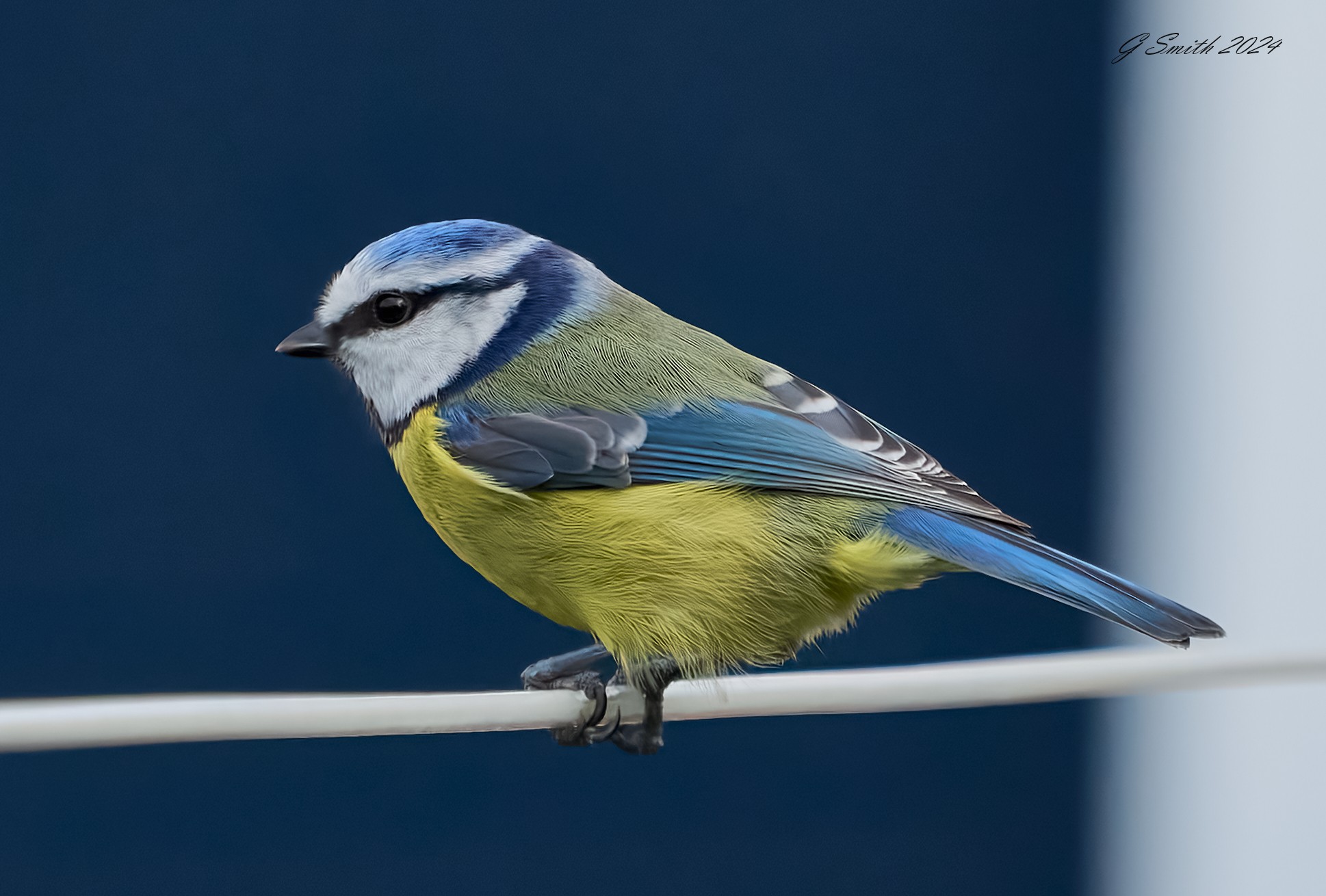 bluetit 2024 7.jpg