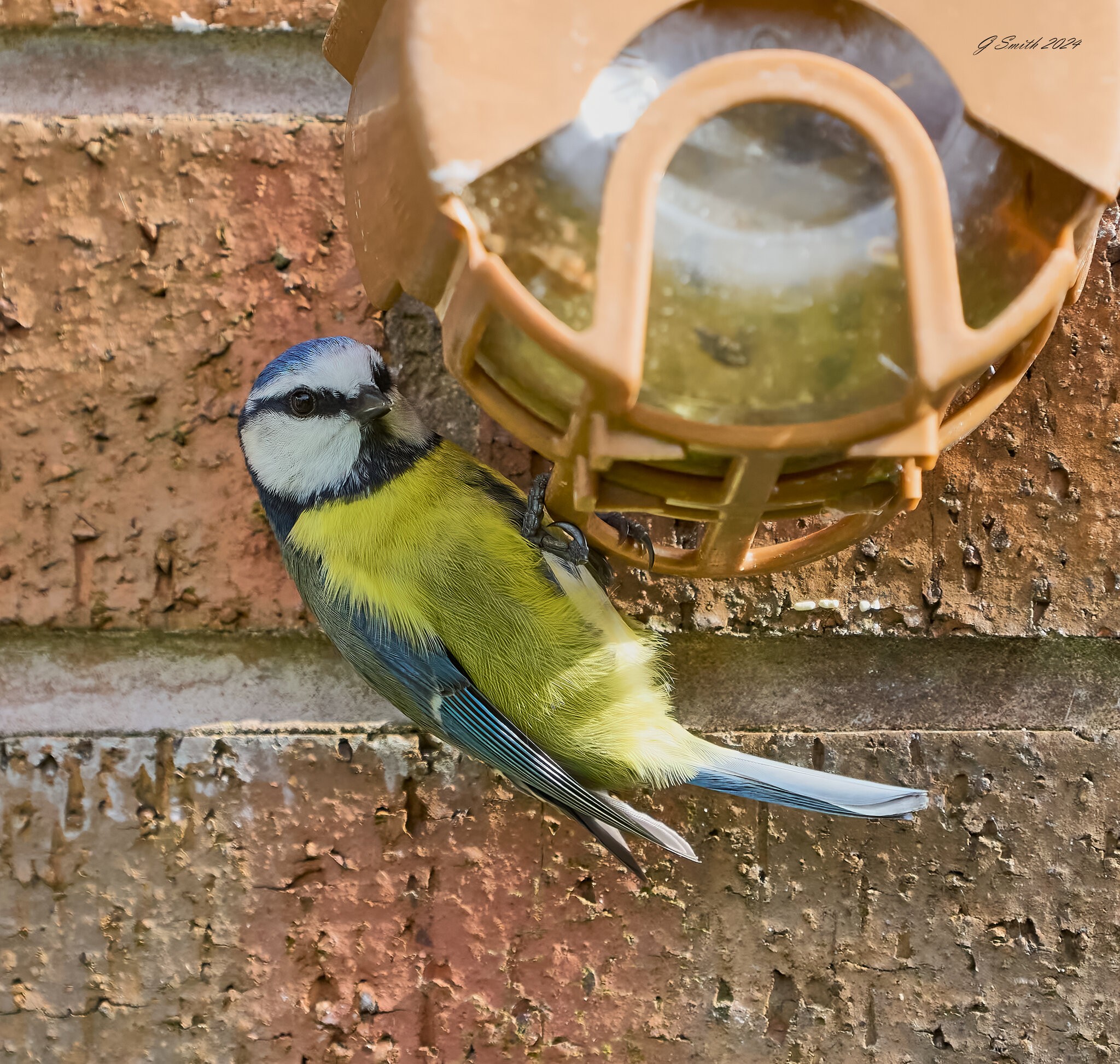 bluetit 2024 9.jpg