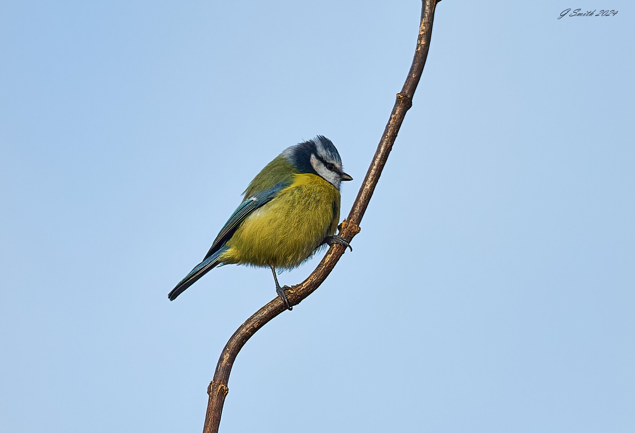 bluetit 2024.jpg