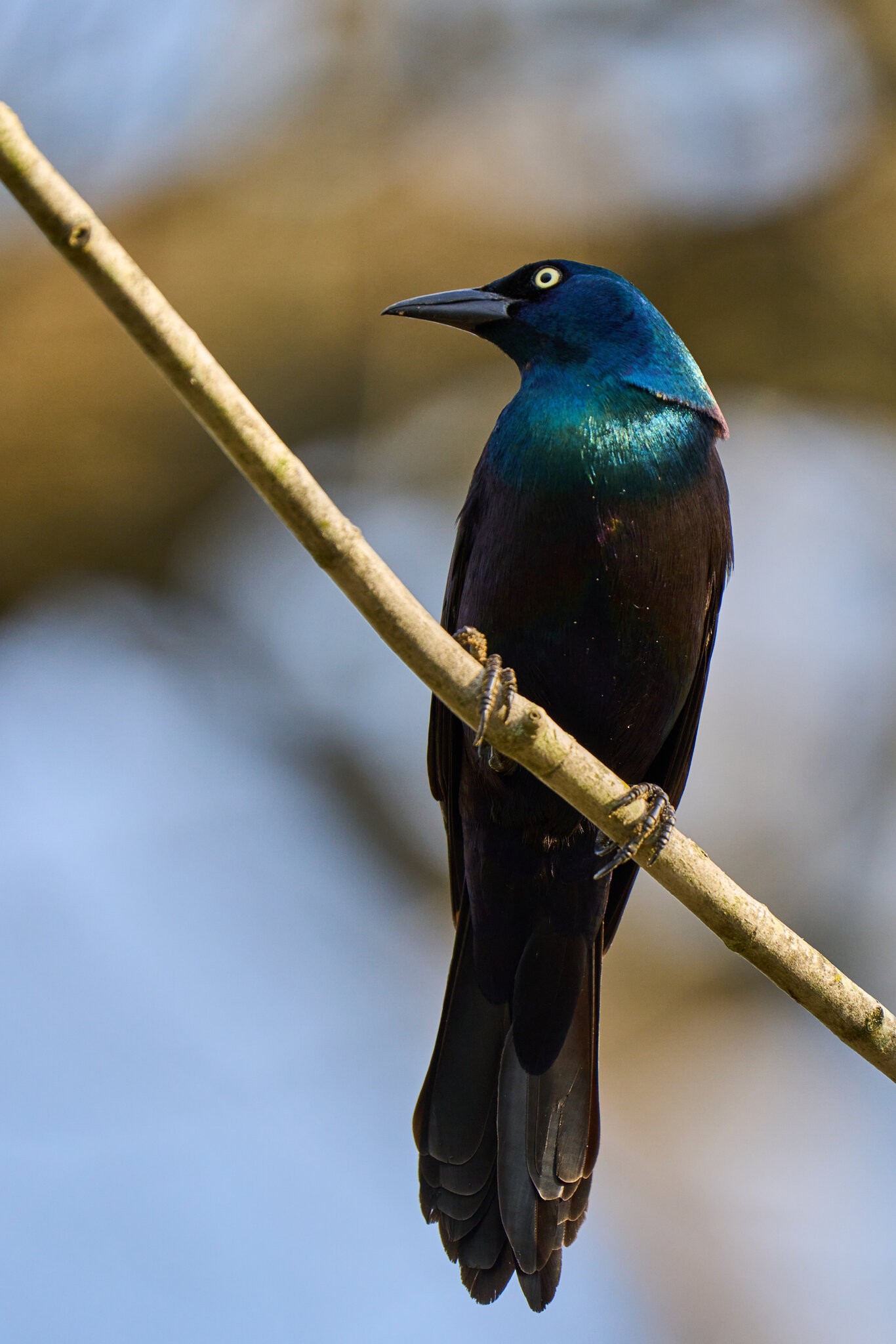 Boat-Tailed Grackle - Brandywine - 04152024 - 01.jpg