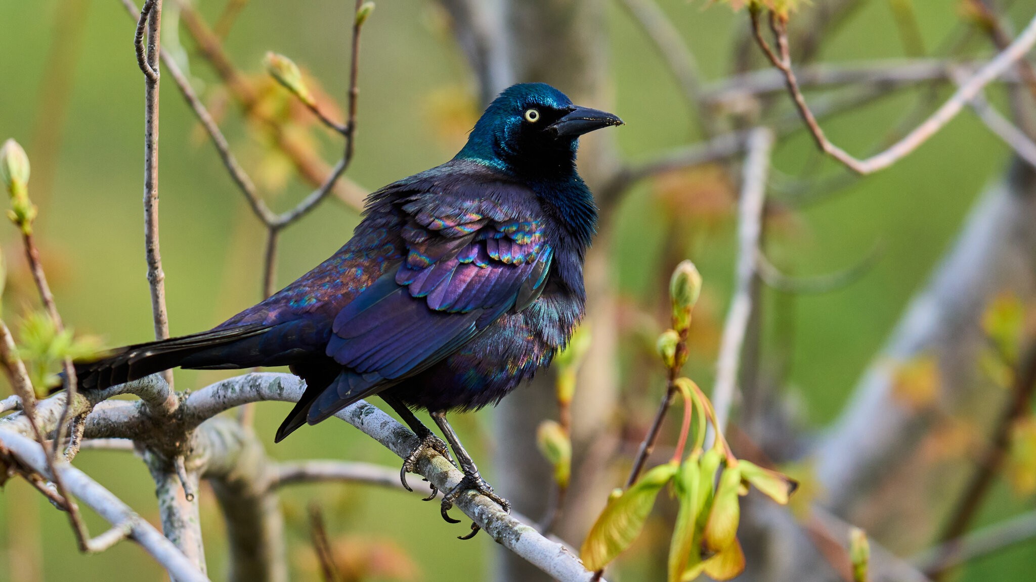 Boat-Tailed Grackle - Brandywine - 04152024 - 05.jpg