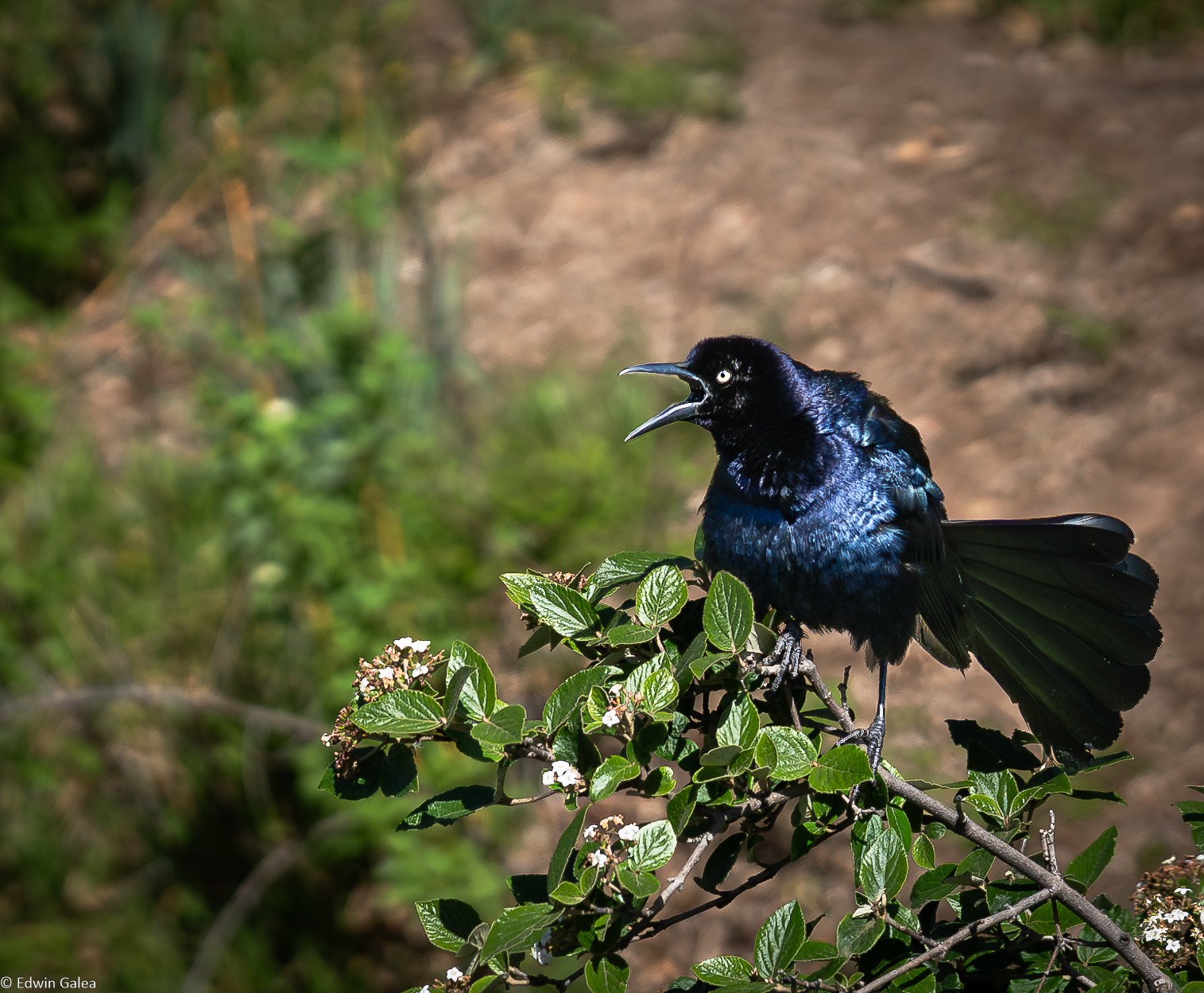 Boat tailed Grackle Myriad Botanic garden Oklahoma City-2.jpg