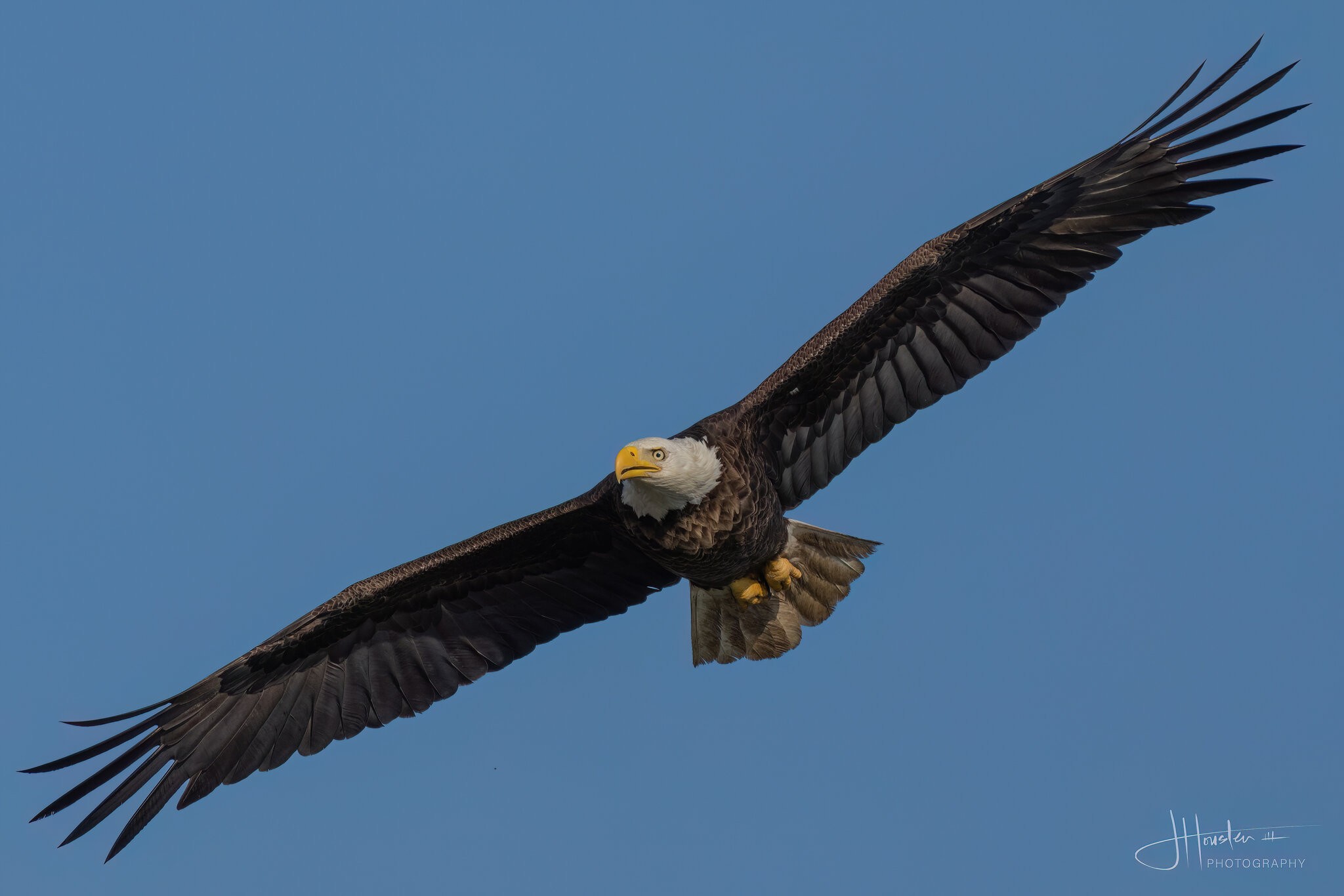 Bombay Bald Eagle-0102547-D-S.jpg